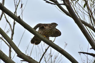 半岛体育官网登录-苍鹰从高落下，灰熊强尾上扬：探索自然界的力量与韧性